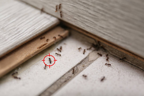 Best Local Pest Control Services  in Stillwater, OK